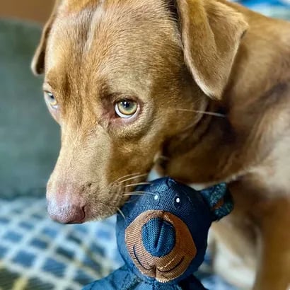 MeyPaw™ Unbreaka-Bear™ – Designed by PAWfessionals, Loved by Pups Everywhere! 🐾