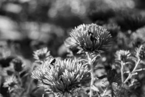 Summer, Lightly: Essentials for Slow Living